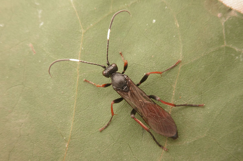 Ichneumonidae Ichneumoninae, femmine